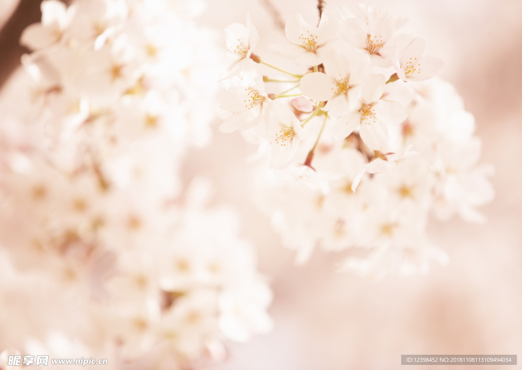 樱花