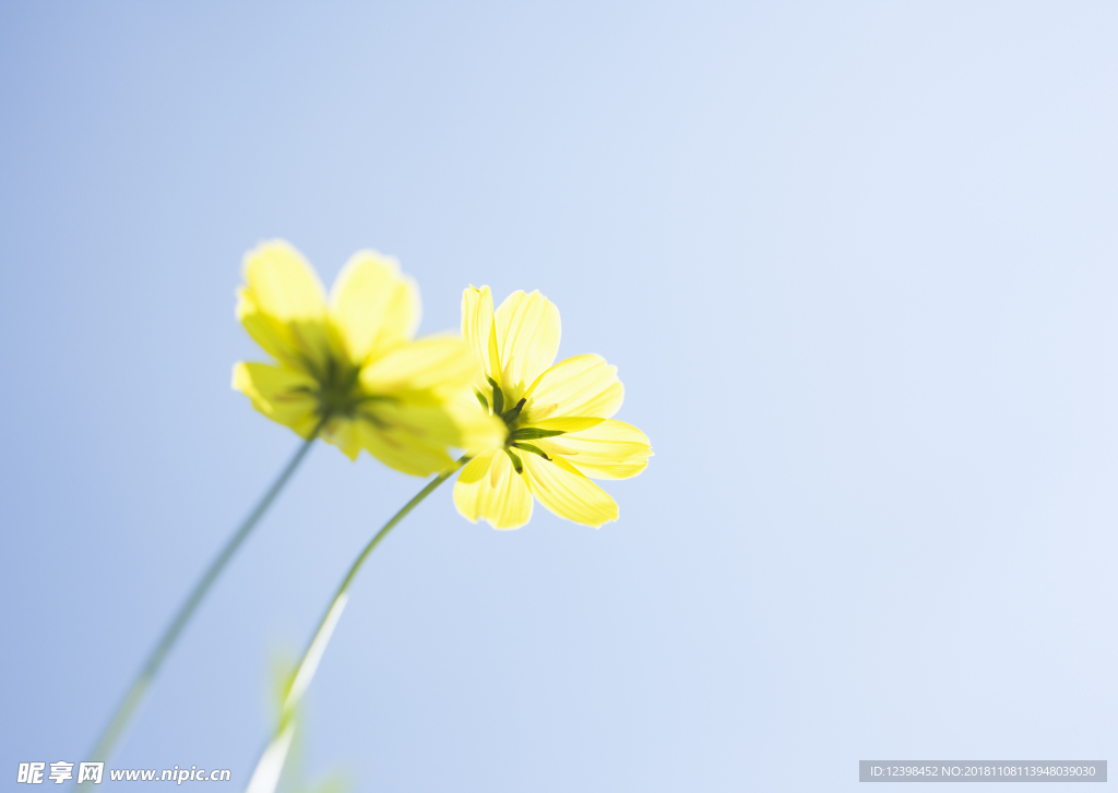 黄色小花