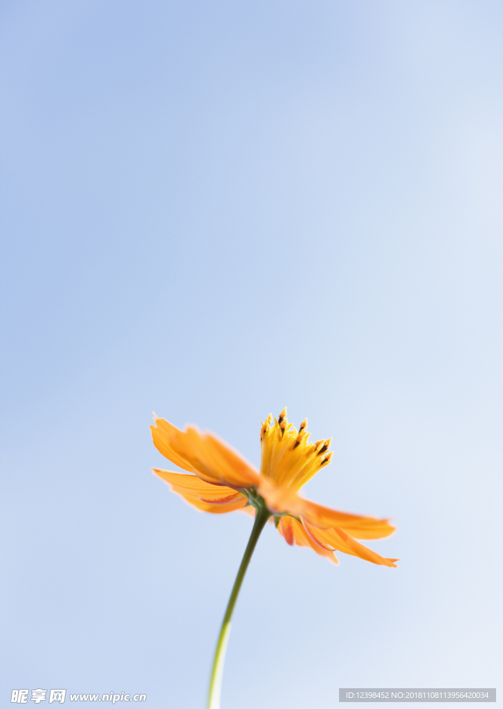 野菊花