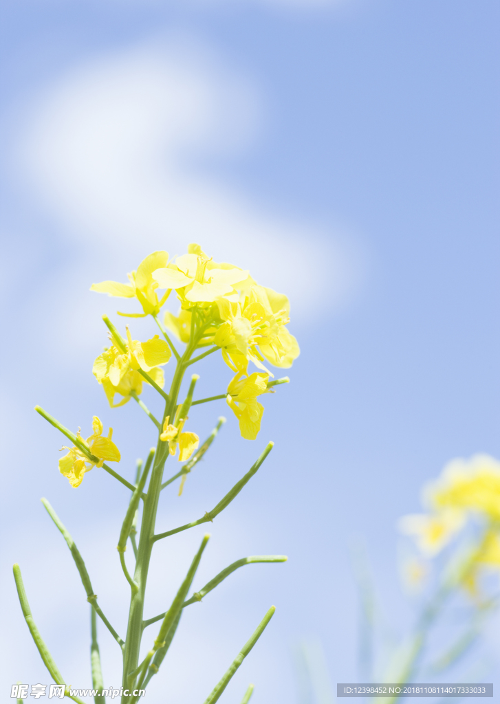 油菜花