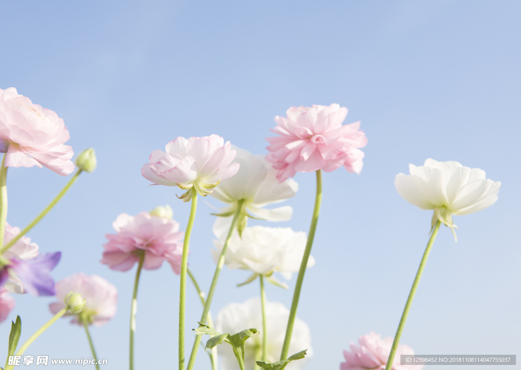 波斯菊