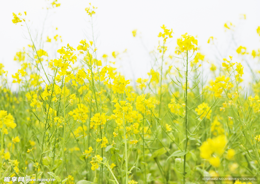 漂亮的油菜花