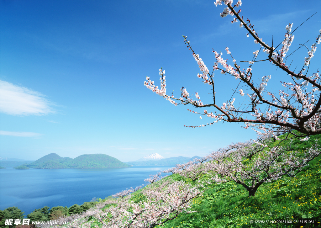 春天的山坡