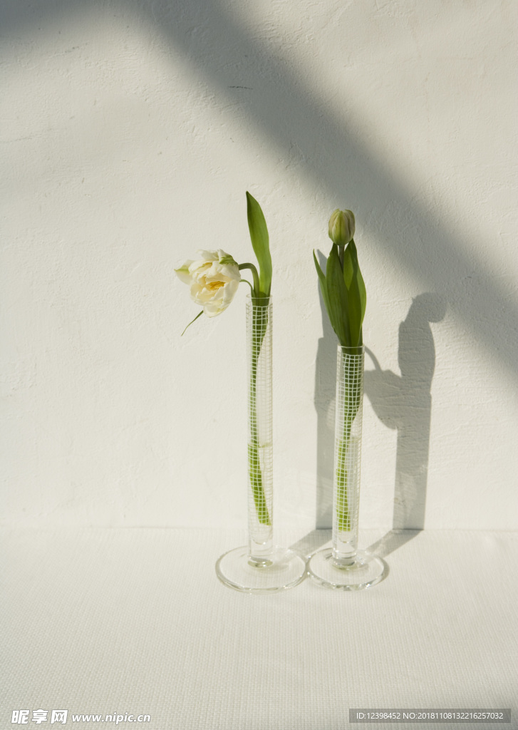 美丽的百合花