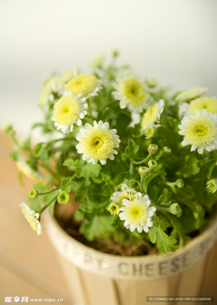 美丽的菊花