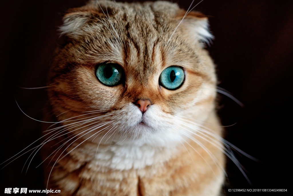 猫咪