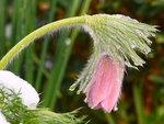 白头翁花