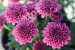 繁花