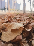 齐齐哈尔 秋天