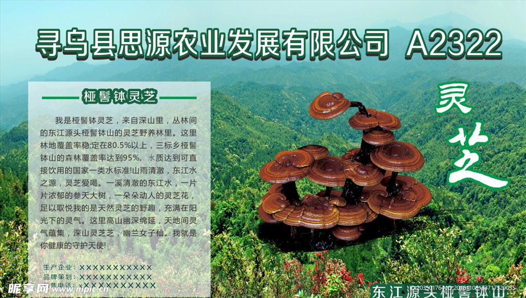 灵芝