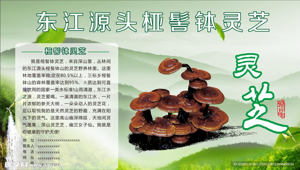 灵芝