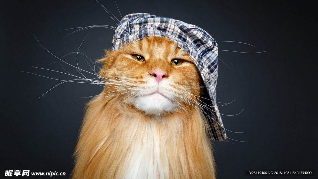 猫