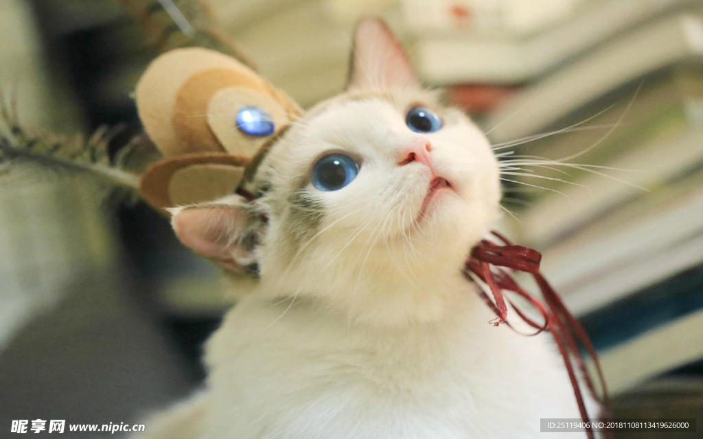 猫