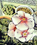 长春花