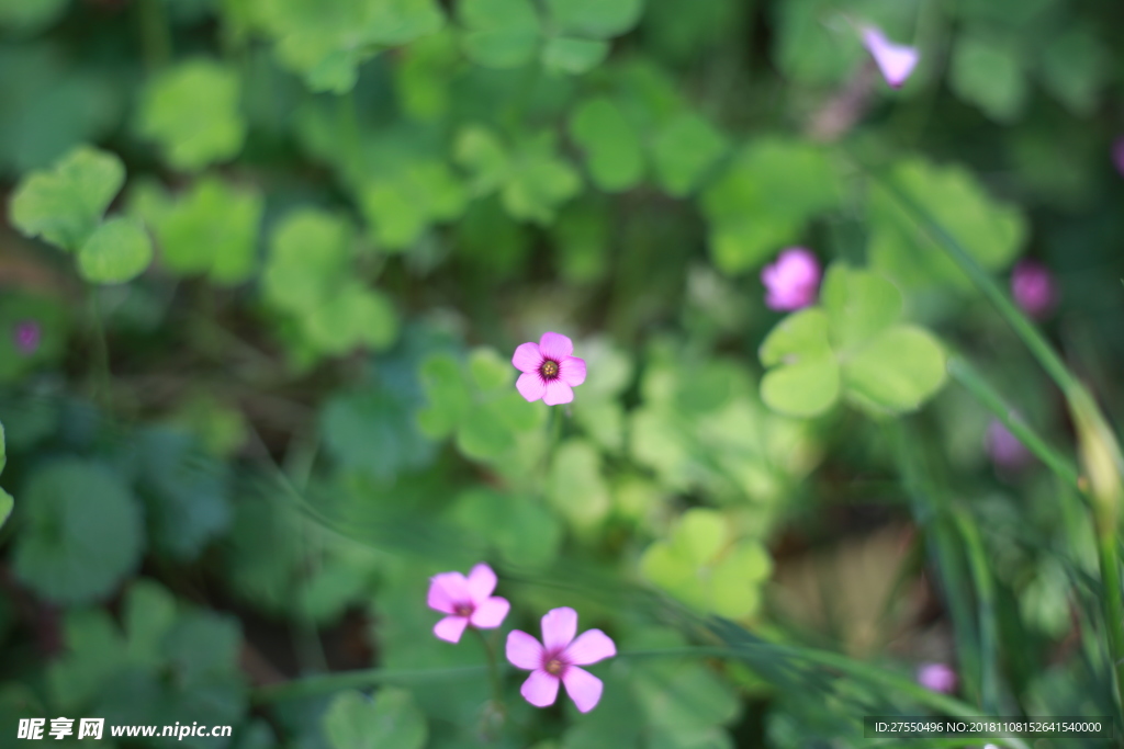 小花