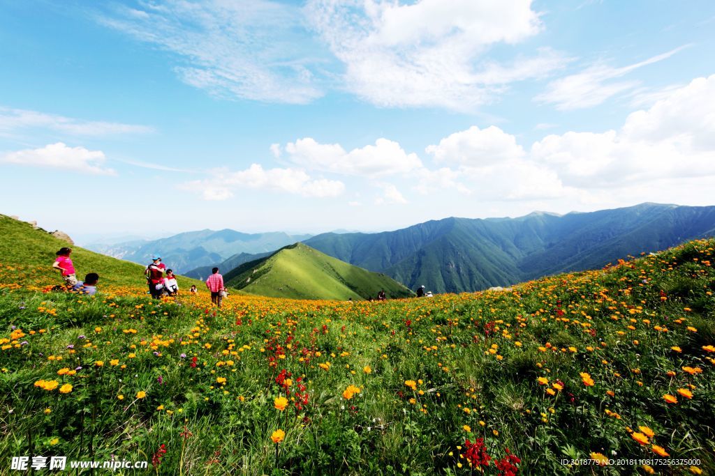 东台亚高山草甸