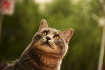 少爷 二胖 猫