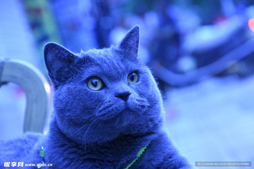 蓝猫 大胖