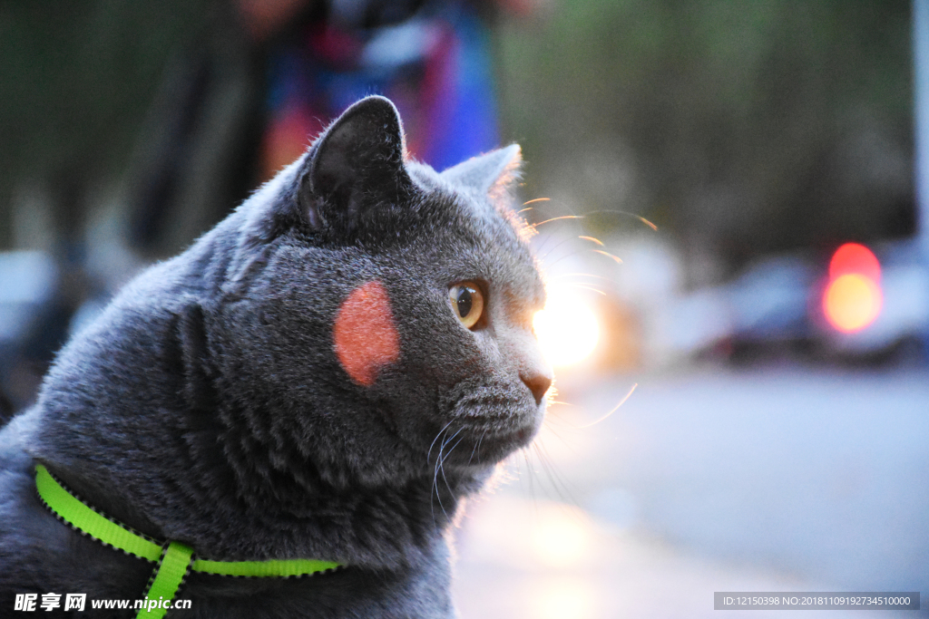 大胖 猫 蓝猫