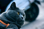 大胖 猫 蓝猫