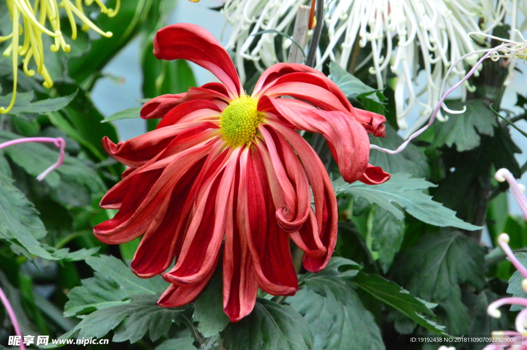 菊花
