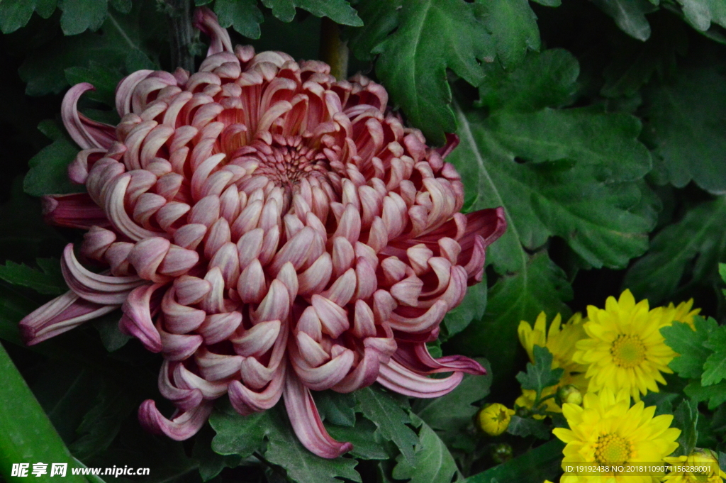 菊花