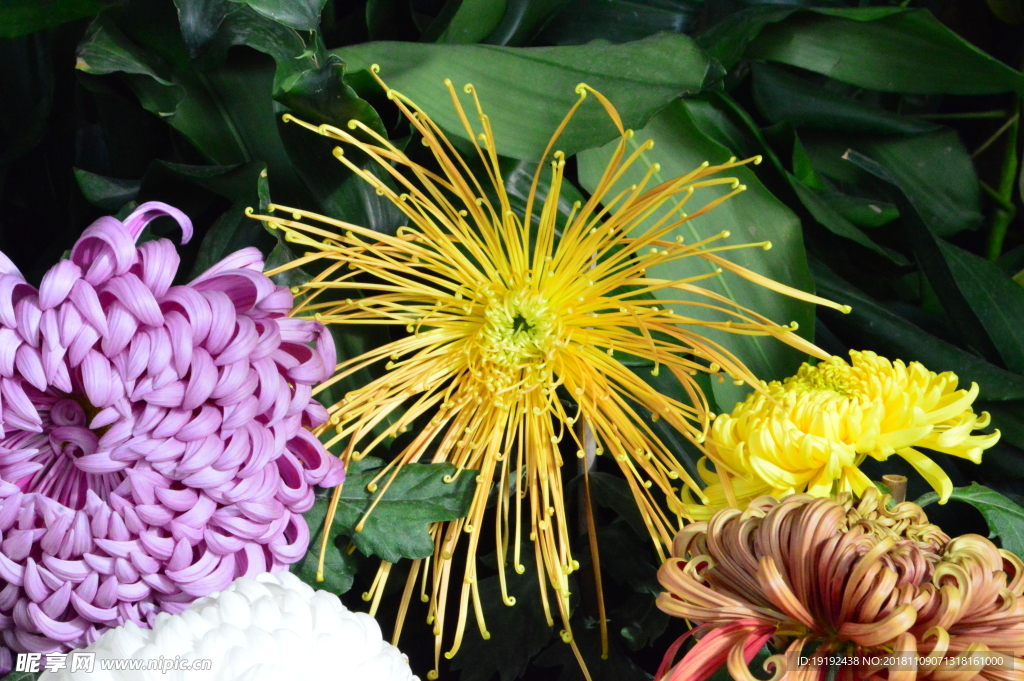 菊花
