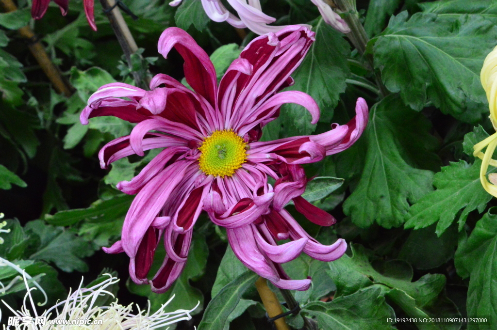 菊花