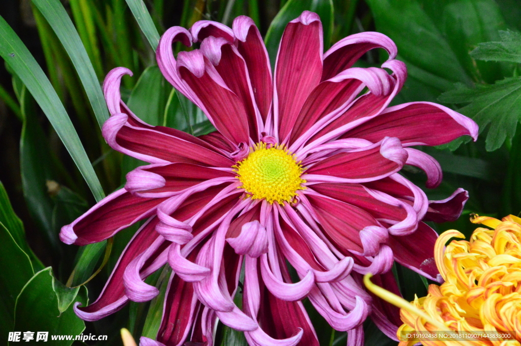 菊花