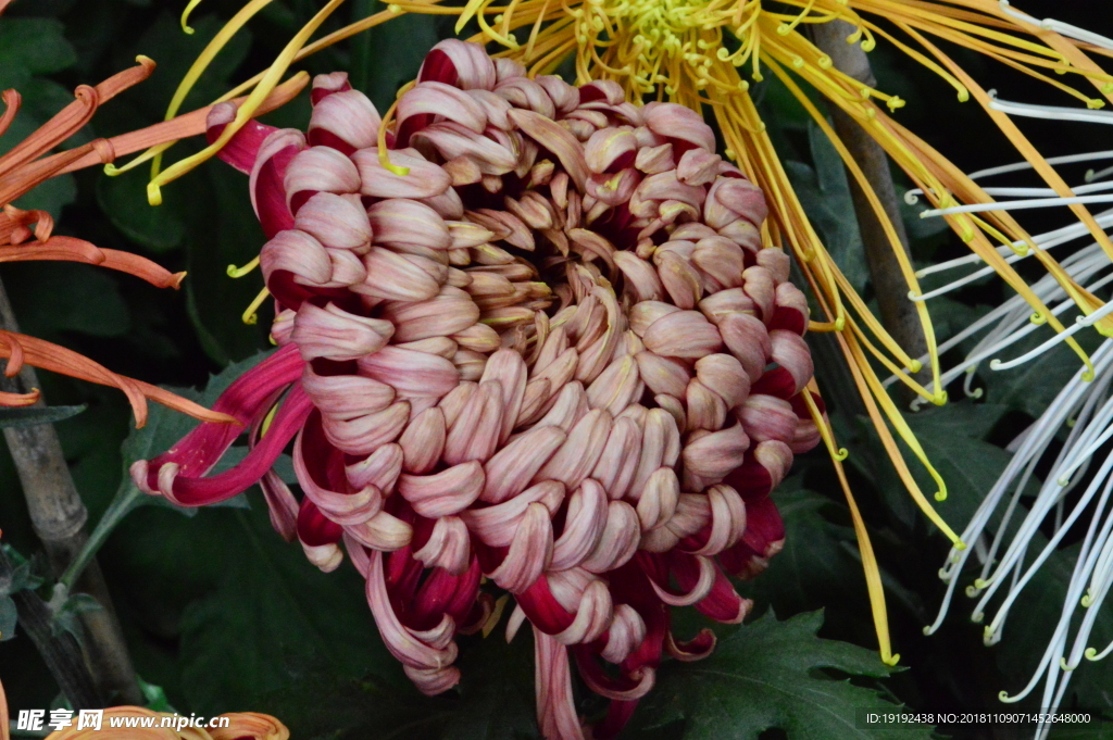 菊花