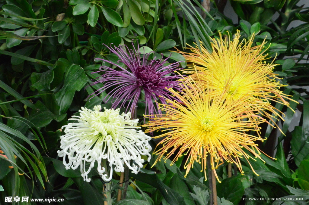 菊花