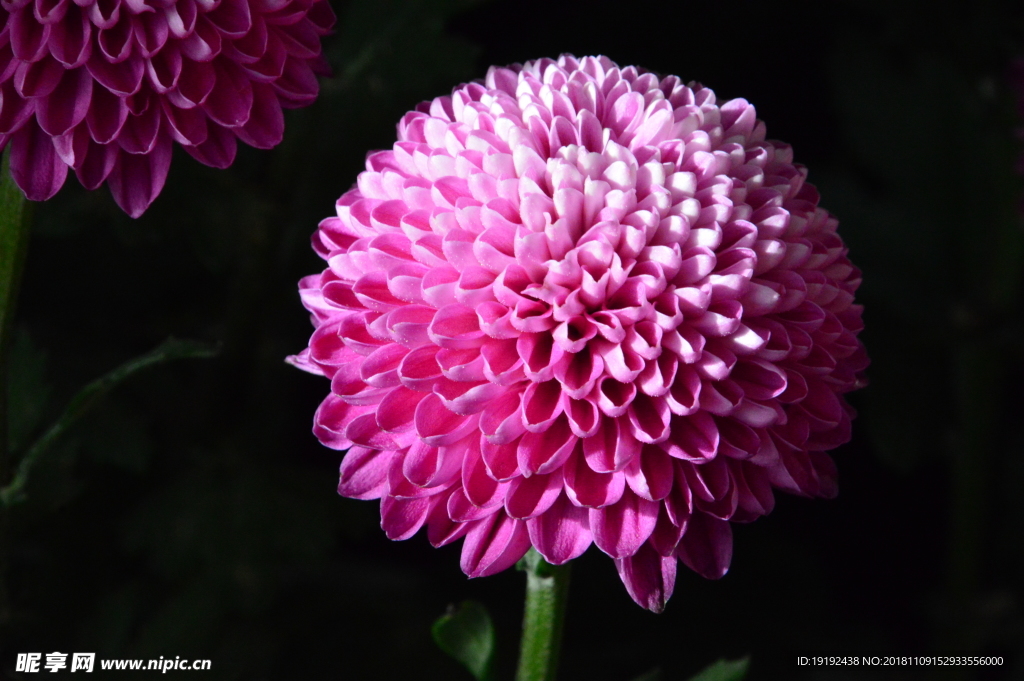 菊花