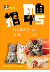 宠物招聘