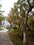 社区景观