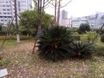 社区景观