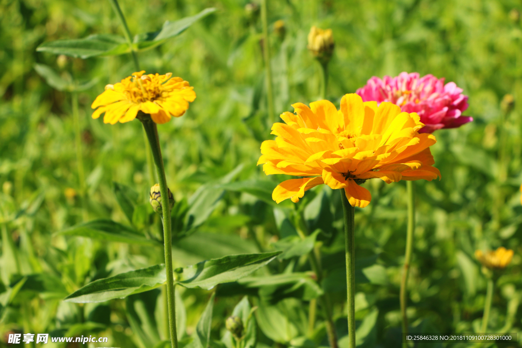 花