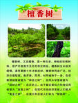 香樟树