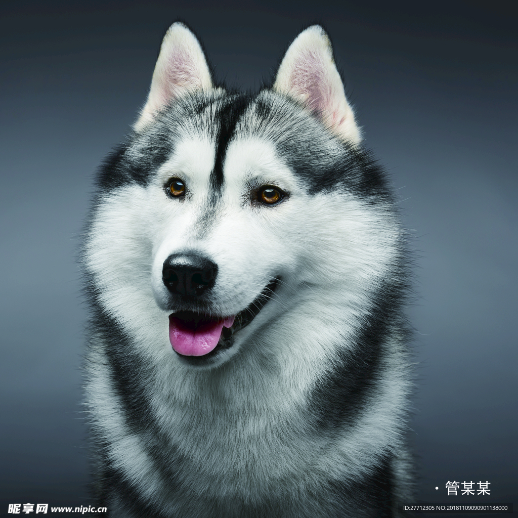 狗
