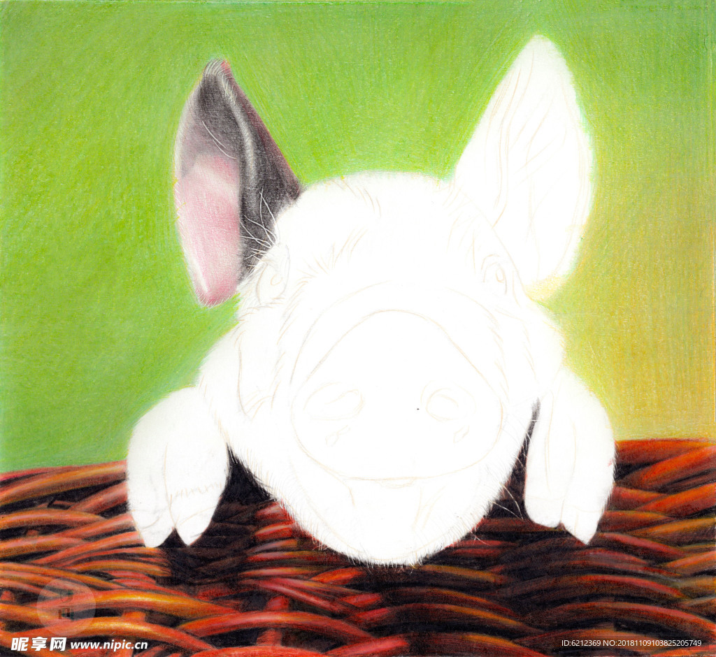 彩铅写实手绘-小花猪