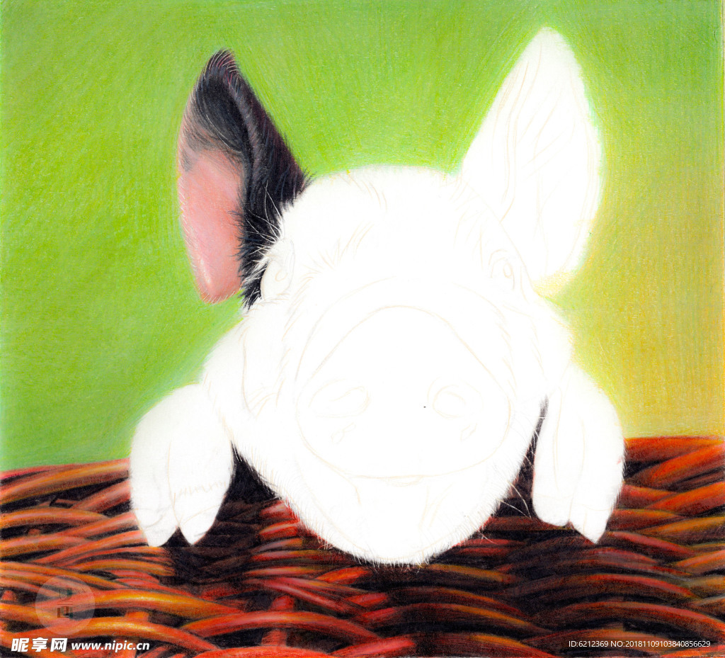 彩铅写实绘画-小花猪