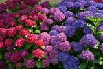 绣球花