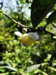山茶花