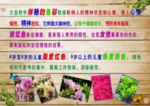 鲜花介绍
