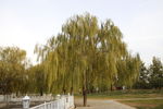 大柳树