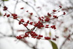 小红果