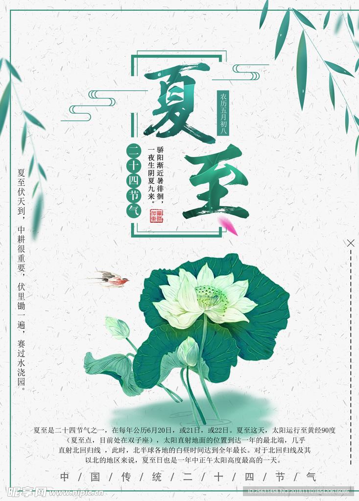 夏至 24节气 传统节气 荷花