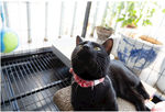 黑猫 宠物猫 小黑 笼圈养猫