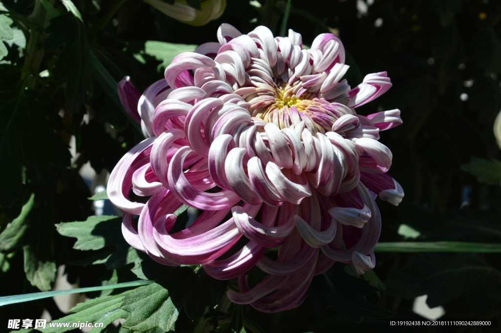 菊花