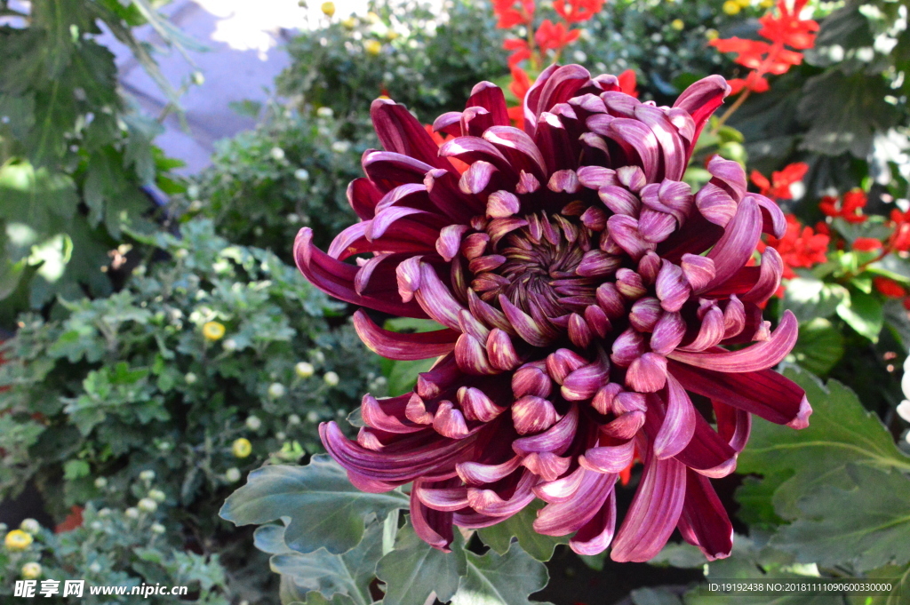 菊花