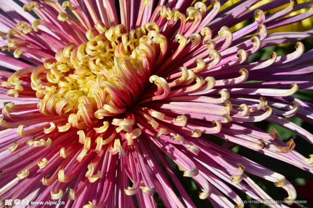 菊花